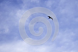 Blue sky background with a bird flying