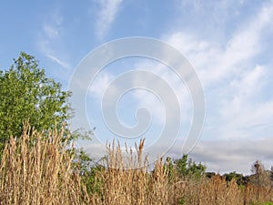 Tall brown grass and tree with blue sky in the background