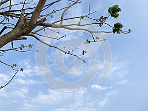 Blue sky background with clouds in a frame of leaves and tree branches
