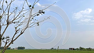 Blue sky background with clouds in a frame of leaves and tree branches