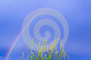 Blue sky background with rainbow and green leaves. Mediatation, climate, environment, meteo concept design. Copy space.