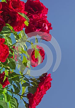 On a blue sky background a red rose flower