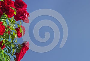 On a blue sky background a red rose flower
