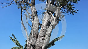 Blue sky background and tall tree branches. and beautiful to the eye.