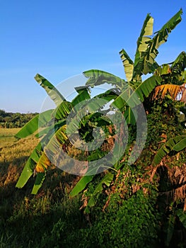 Blue sky, banana tree with green and broun leaves, rice stalks