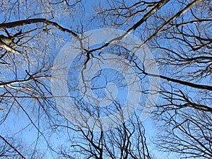 Blue Sky and Bare Trees in January