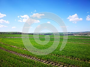 Blue Sky, Beautiful Cloud and Grass Field, Spring Time