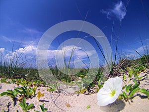 Blue sky behind sea grass, flower and sand.