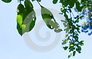 Blue sky behind a wormy tree leaf