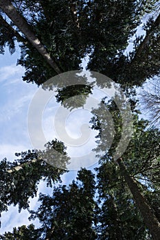 Blue sky and big fir trees