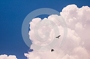 Blue sky with big fluffy white cloud and black birds