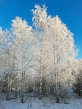 blue sky birch grove winter morning sunny frosty weather