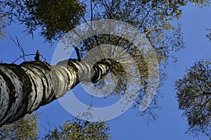 Blue sky and the birch tree with branches and leaves against it.