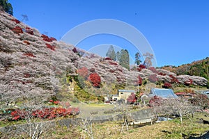 The blue sky and blossom of flower