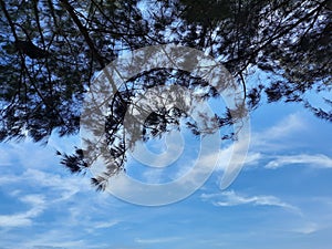 Blue sky blue sea green leaf