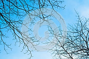 Cielo blu ramo da un albero 
