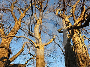 Blue Sky and Brown Bare Trees in January at Sunset