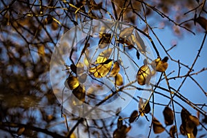 Blue sky between bushes and leaves of a tree