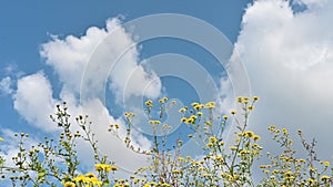 Blue sky with clear clouds and yellow wild chrysanthemum