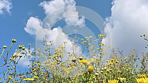 Blue sky with clear clouds and yellow wild chrysanthemum