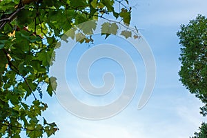Blue sky with cloud closeup