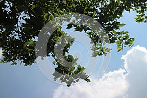 Blue sky and cloud with meadow trees. Plain landscape background for summer poster.