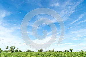 Blue sky and cloud with tree.