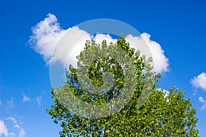Blue sky with cloud and tree. Background of bright sun and a blue sky with clouds