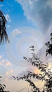 Blue Sky Cloud Tree Texture Landscape Background