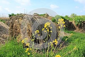 Blooming coleseed and bales of hay in the park in spring.