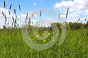 Blue sky and clouds behin grass and flowers in Germany