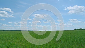 Blue sky and clouds. Bright green wheat field blowing in a delicate wind with a blue sky with white clouds. Time lapse.