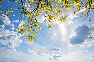 Blue sky with clouds and bright sun, oak branches with fresh green leaves