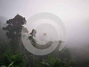 Blue sky with clouds form Tropical rainforest