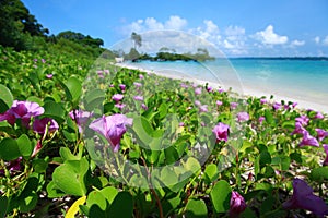 Blue sky and clouds in Havelock island. Andaman islands, India