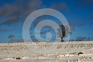 Blue sky, clouds and one tree in winter