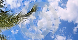 blue sky with clouds over exotic palm leaves, tropical African date palm Phoenix dactylifera, transcendence, natural beauty