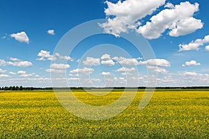 Blue sky with clouds over a fiel