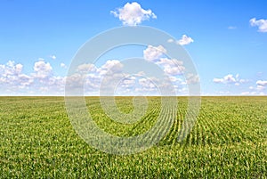 Blue sky with a clouds over field of blossoming maize corn. Ukraine