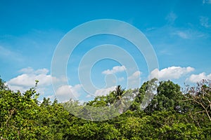 Blue sky and clouds over lush forest, Sri Nakhon Khuan Khan Park, Bang Krachao.