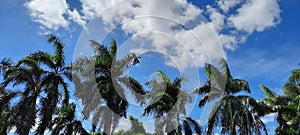 Blue Sky with Clouds and Palm Tree