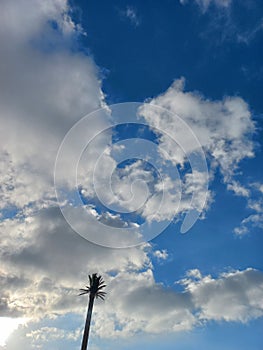 A blue sky with clouds and a palm tree.