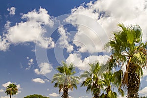 Blue sky with clouds and palm trees