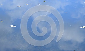 blue sky with clouds reflected in a pond with floating leaves. autumn