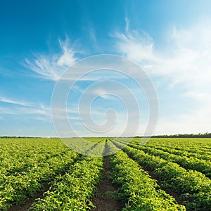 Blue sky with clouds in sunset over field with tomatoes