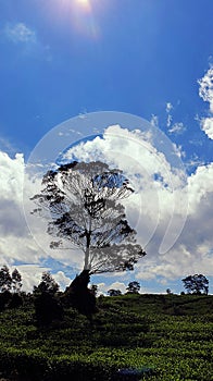 Blue sky, clouds, tea tree