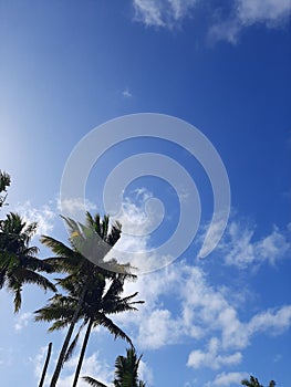 blue sky and coconut threes