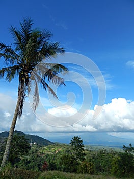 Blue sky, coconut tree and cumulonimbus cloud