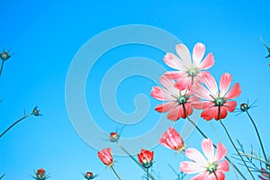 Blue sky. Colorful cosmos flowers on a background of summer landscape