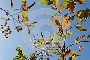 Blue sky and colorful leaf